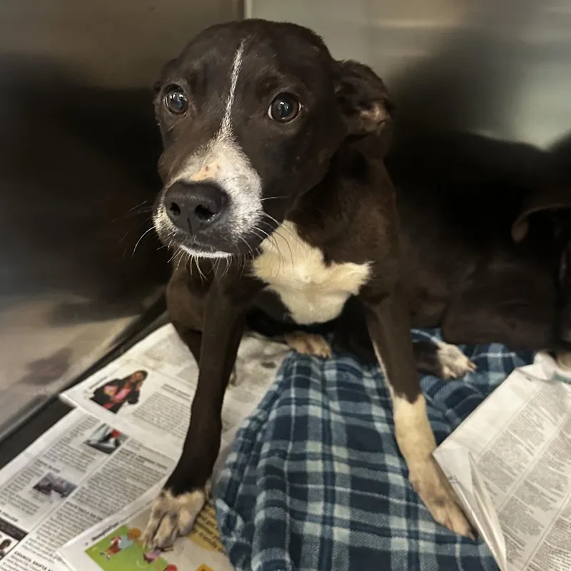 Mcdouble thumbnail 3