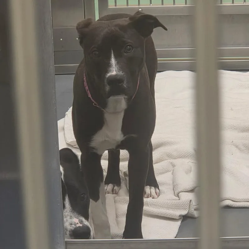 Mcdouble thumbnail 4