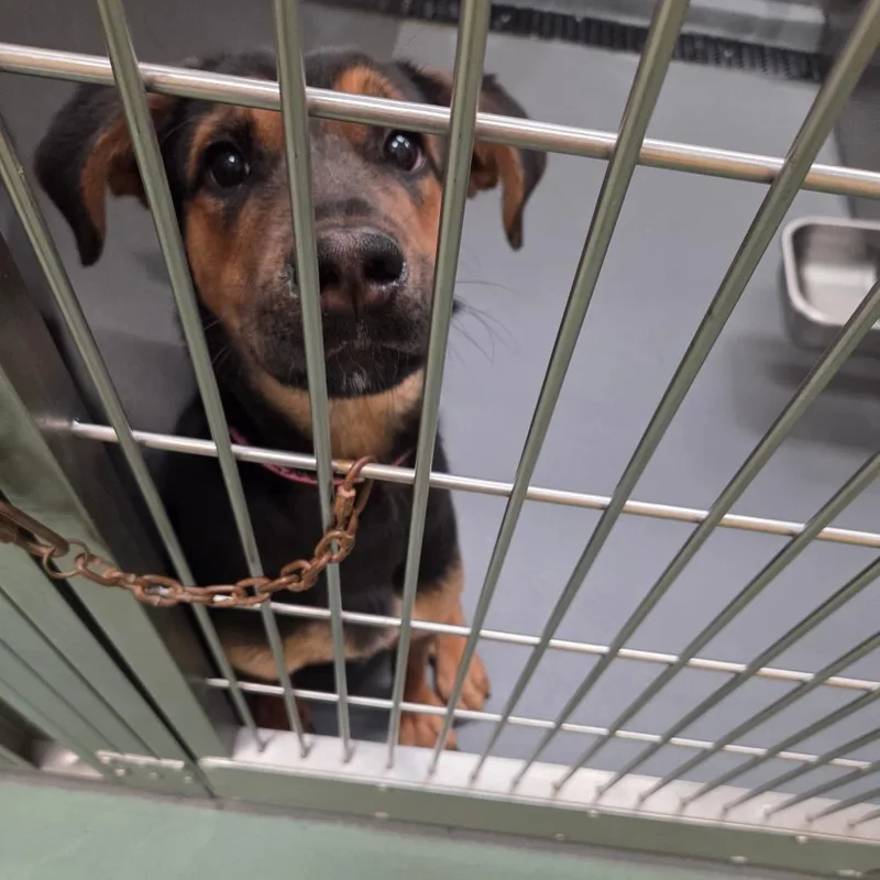 Caledonia thumbnail 2