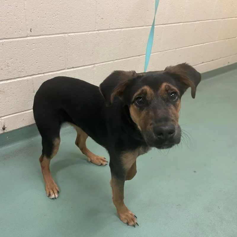 Caledonia thumbnail 3