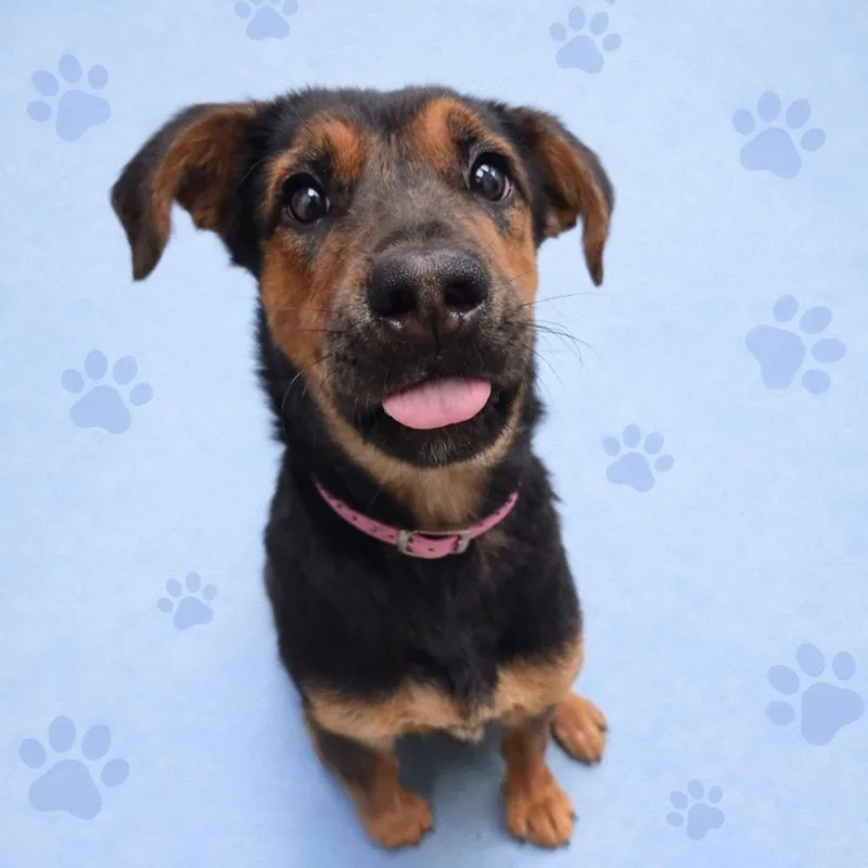 Caledonia thumbnail 4