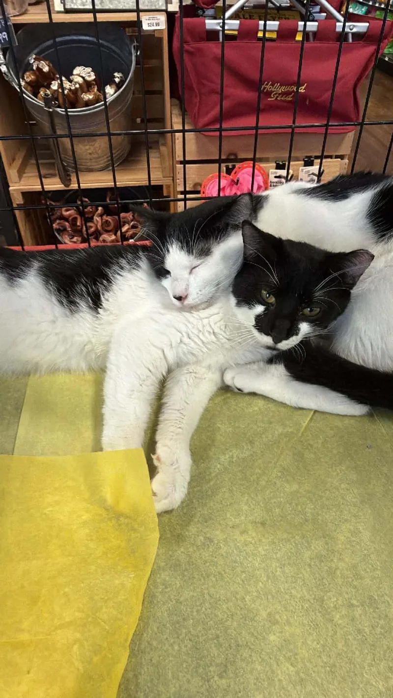 Smudge And Julo thumbnail 2