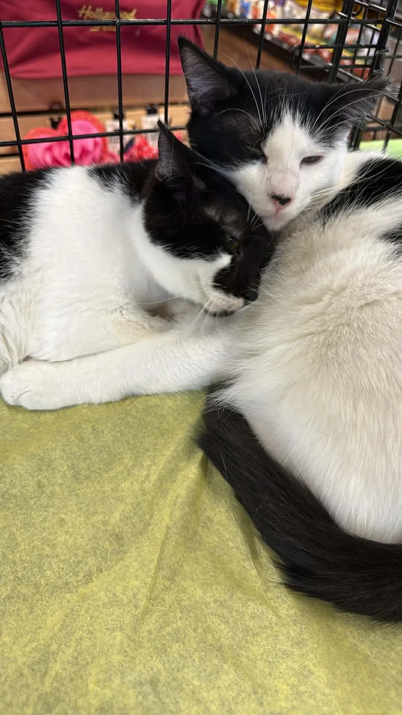 Smudge And Julo thumbnail 3