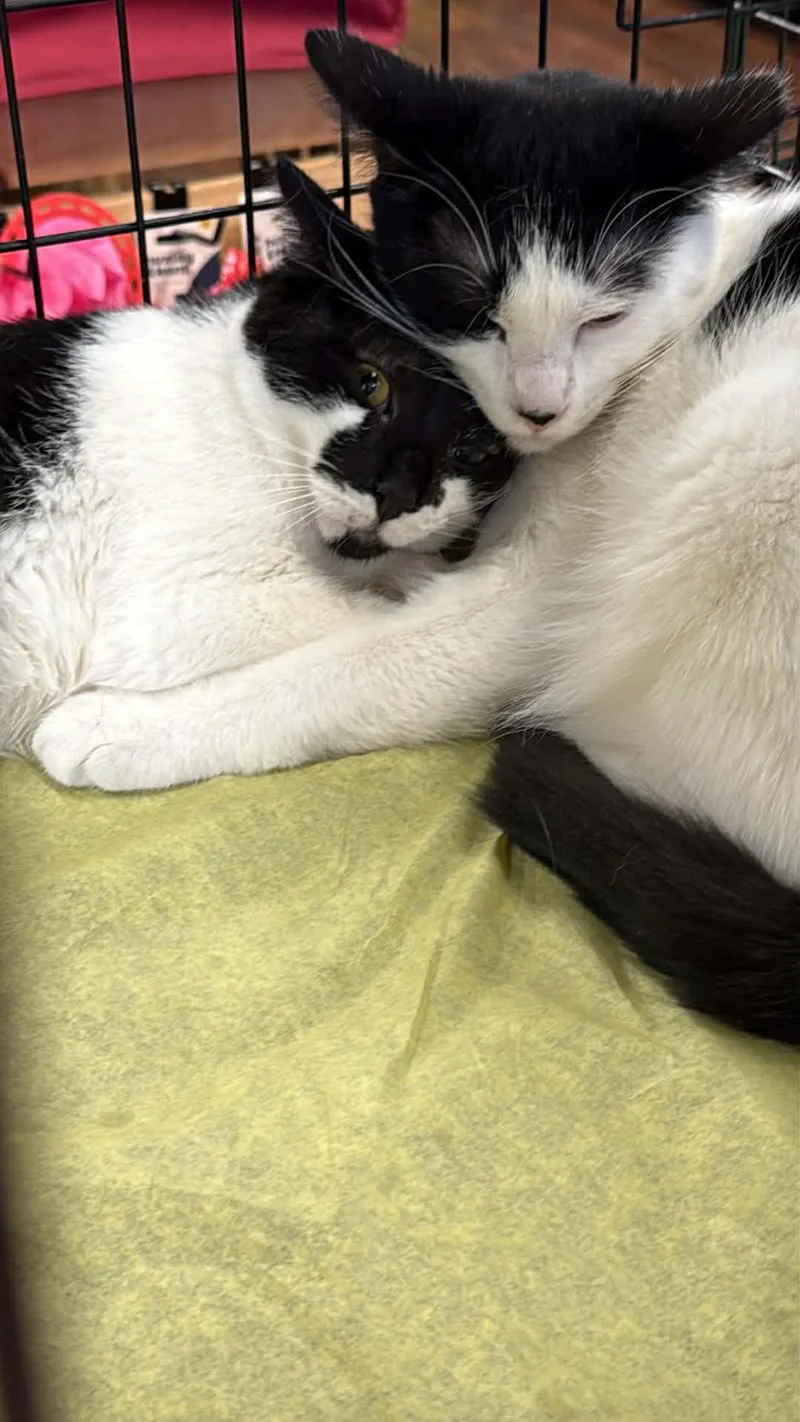 Smudge And Julo thumbnail 4