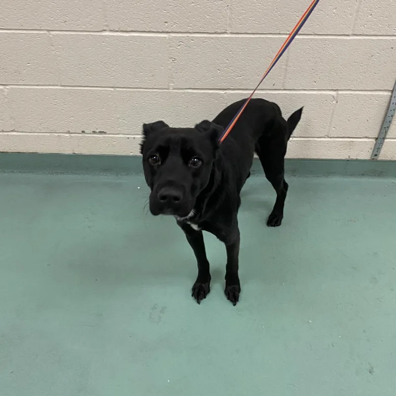 Sprinkle thumbnail 4