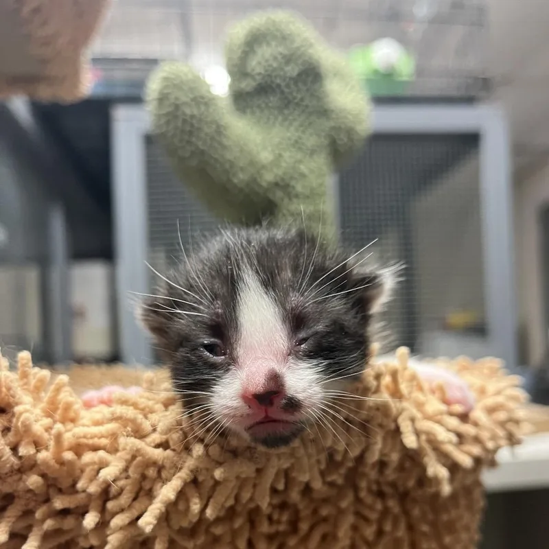 Fettuccine thumbnail 2