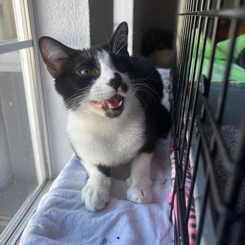 Fettuccine thumbnail 3