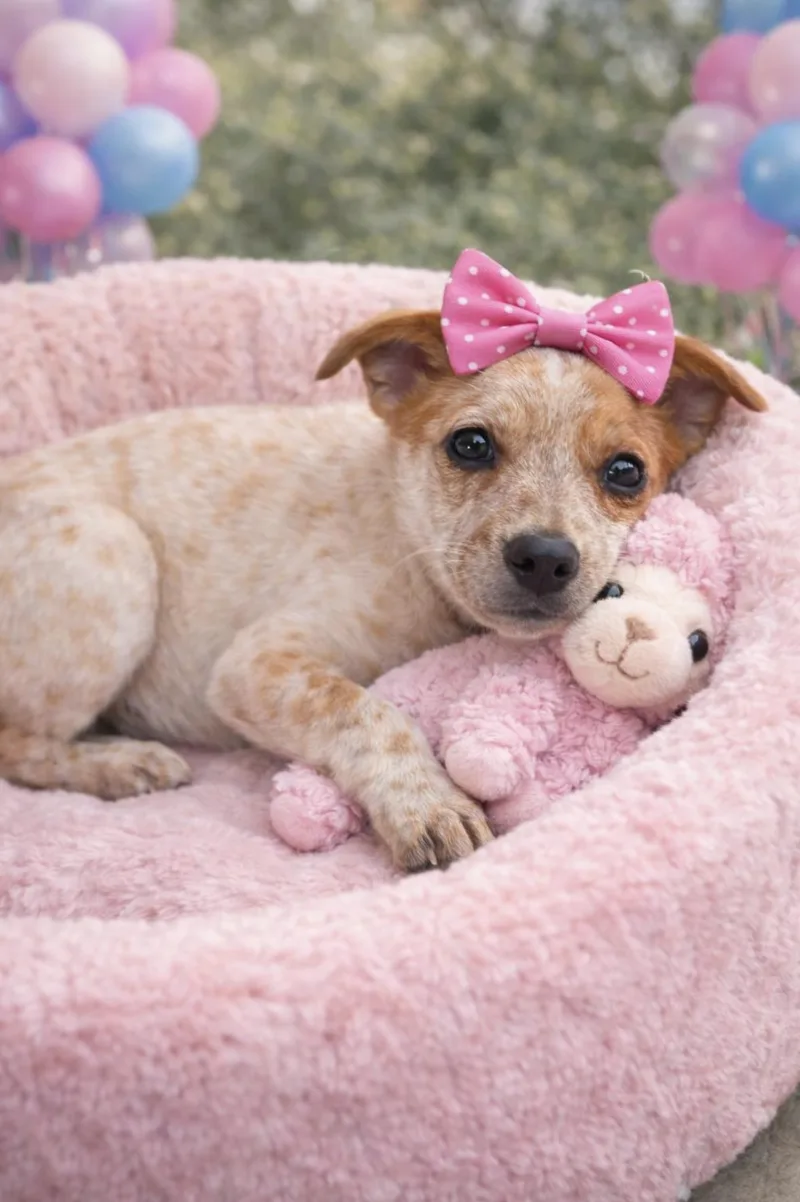 Trixie Red Heeler thumbnail 4