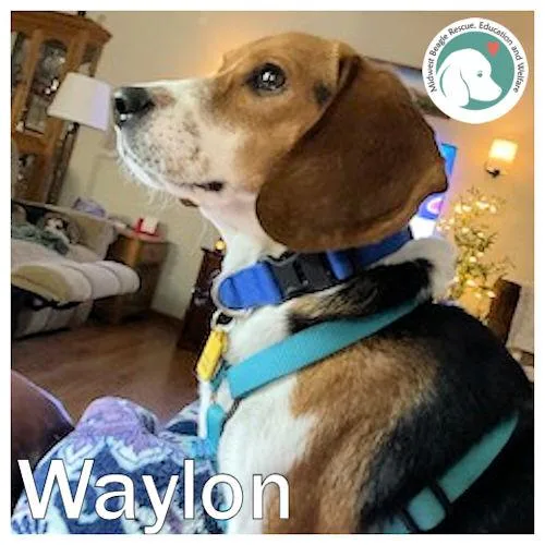Waylon
