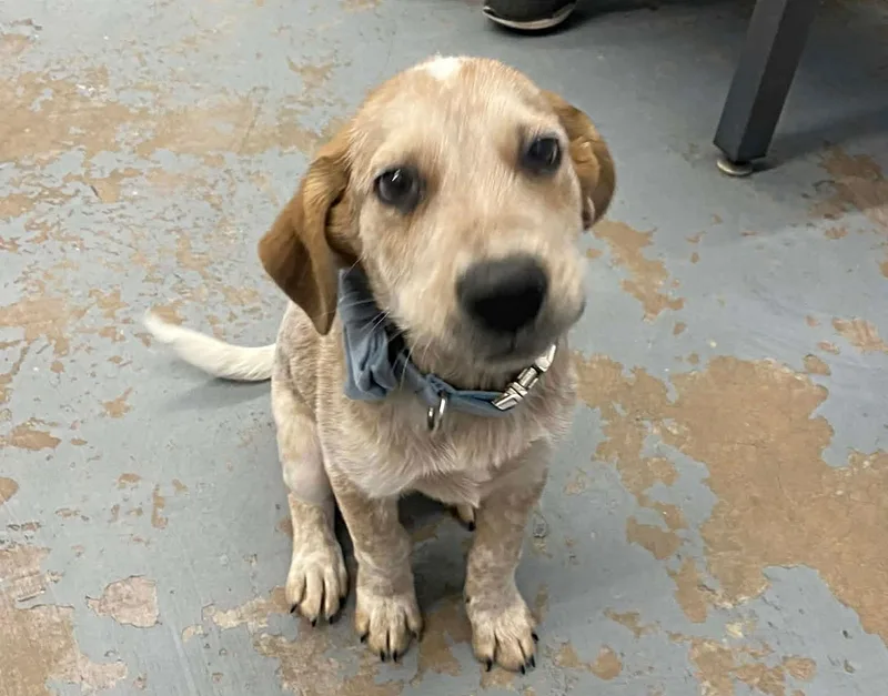 Will The Wise thumbnail 2