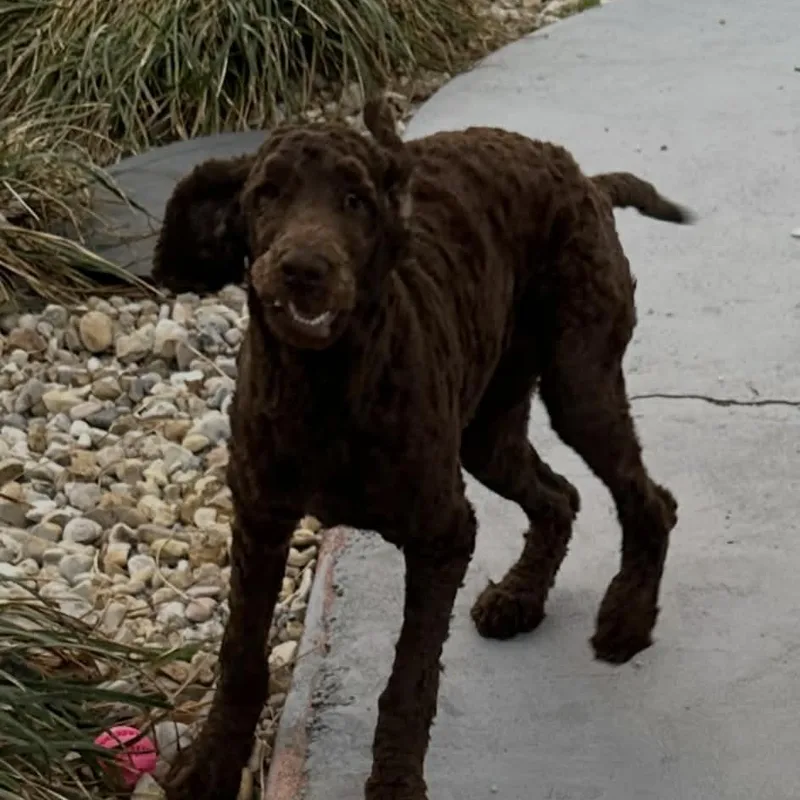 A young medium-sized female Standard Poodle dog named Klover for adoption in Tylertown, MS