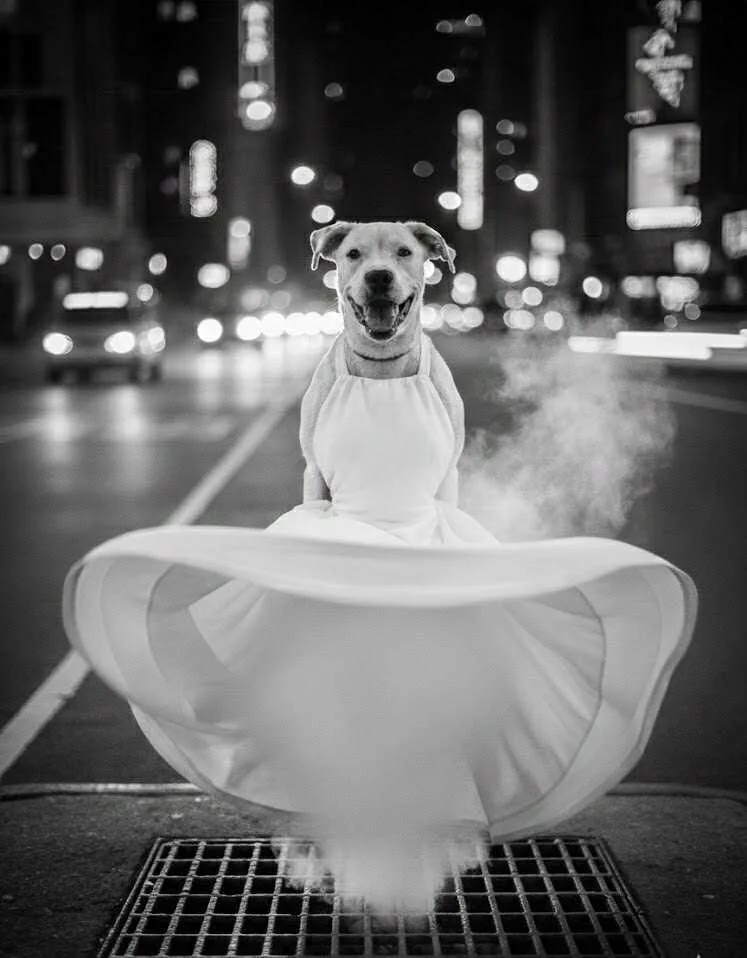 Marilyn Monroe thumbnail 4