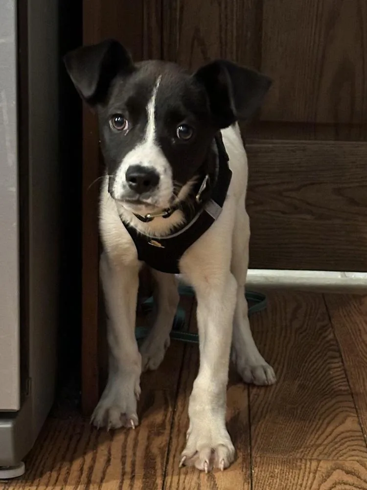 Peppermint thumbnail 3