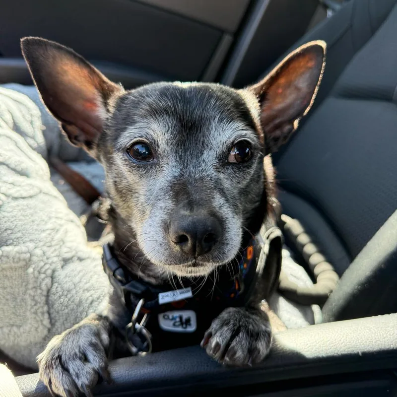 Jeff Probst thumbnail 3