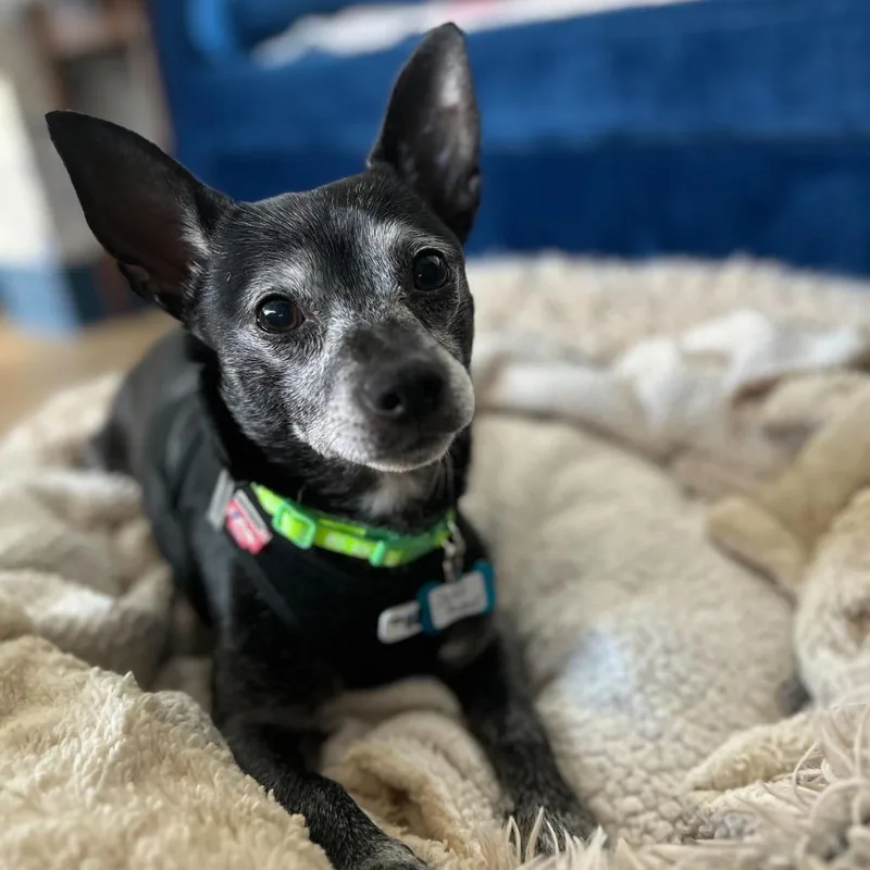 Jeff Probst thumbnail 4