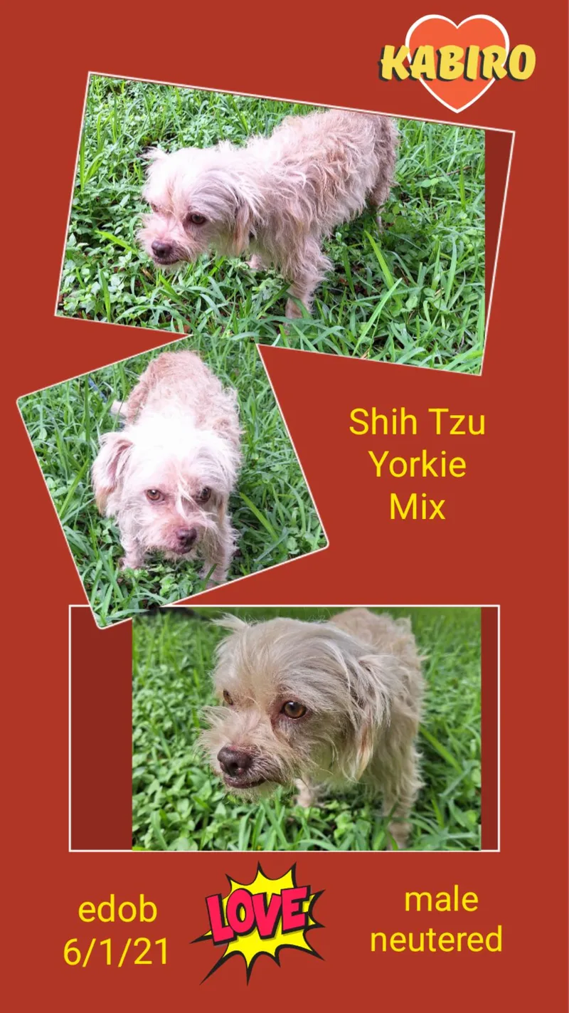 Kabiro Blt thumbnail 2