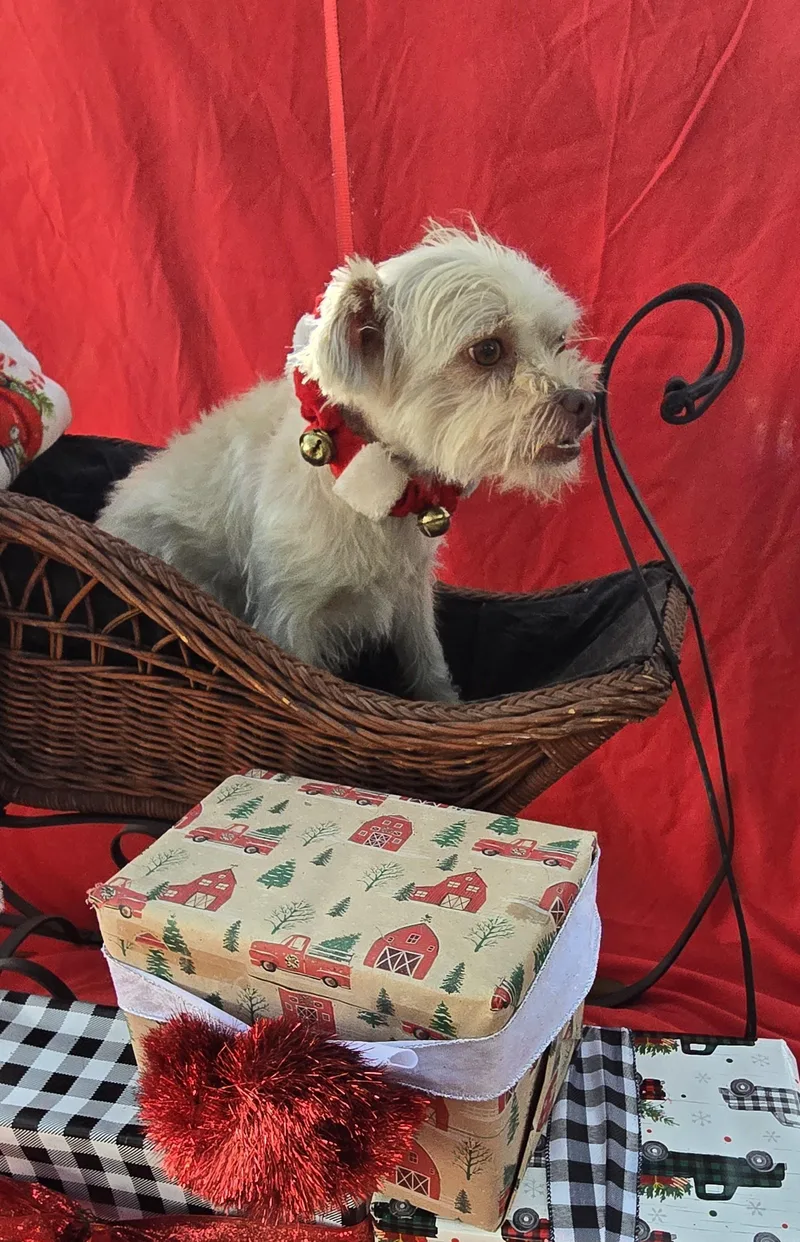 Kabiro Blt thumbnail 3