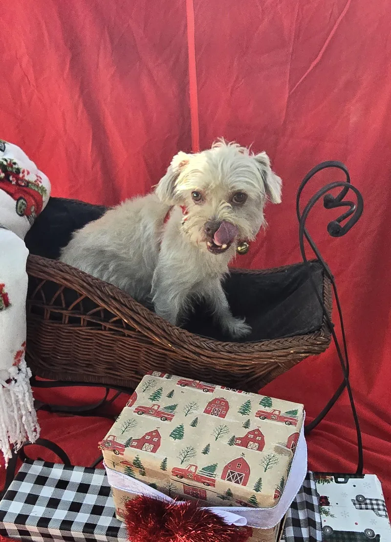 Kabiro Blt thumbnail 6