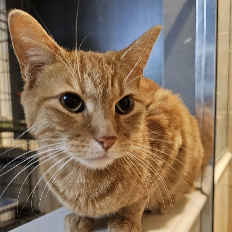 Kodzo Ort thumbnail 2