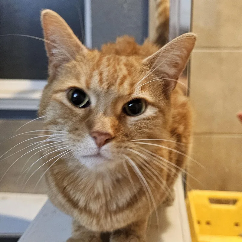 Kodzo Ort thumbnail 3