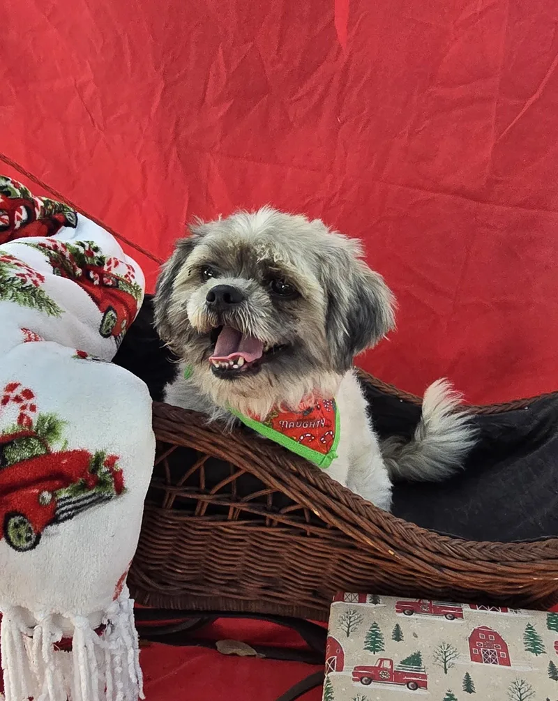 Lawton Blt thumbnail 2