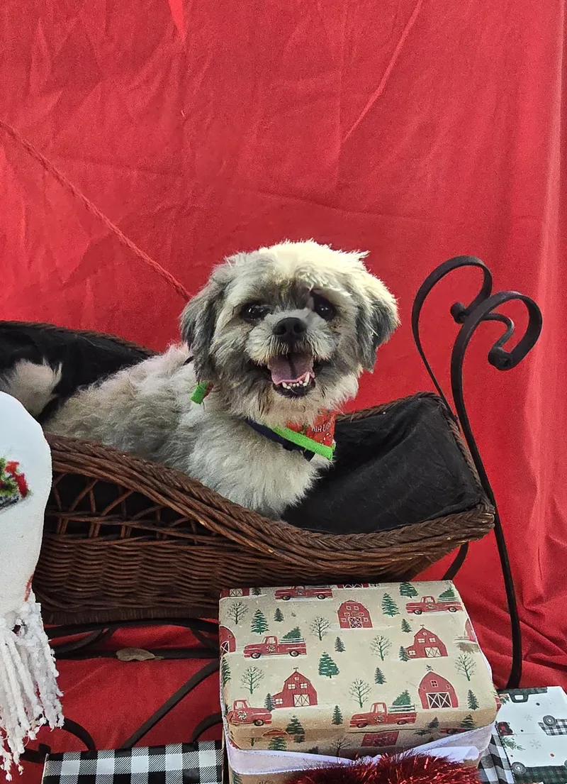 Lawton Blt thumbnail 3