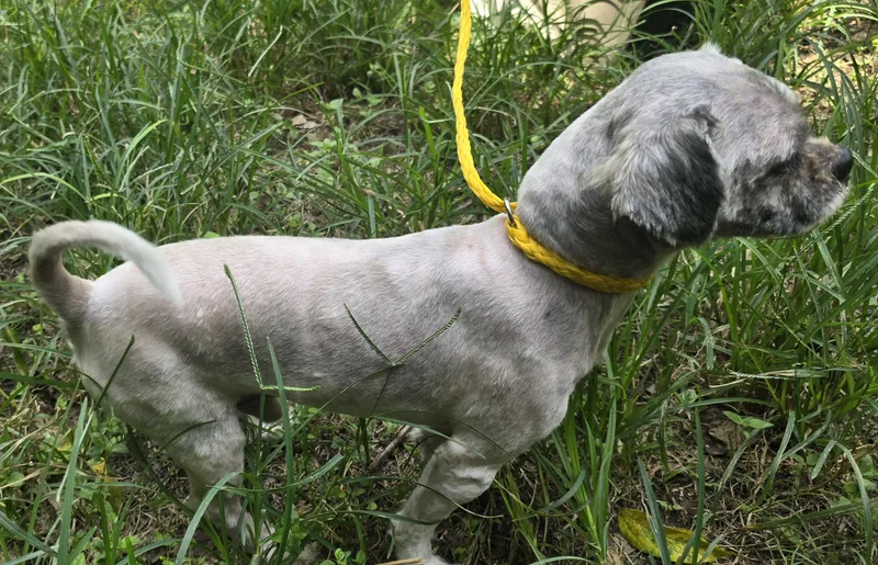 Lawton Blt thumbnail 4