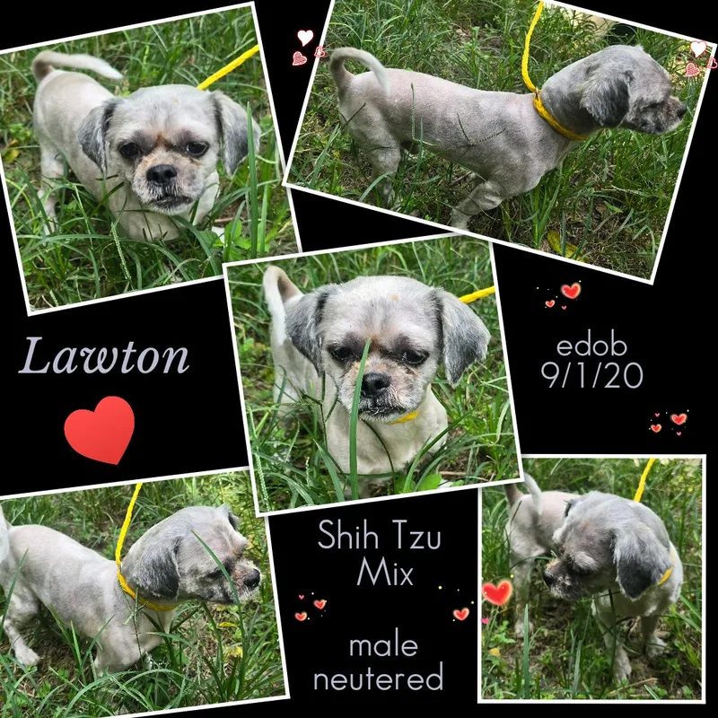 Lawton Blt thumbnail 6