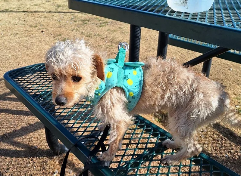 Forina Brt thumbnail 3