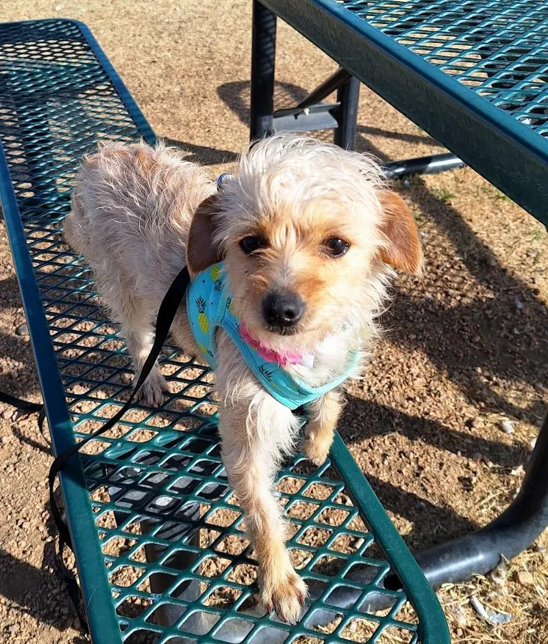 Forina Brt thumbnail 6