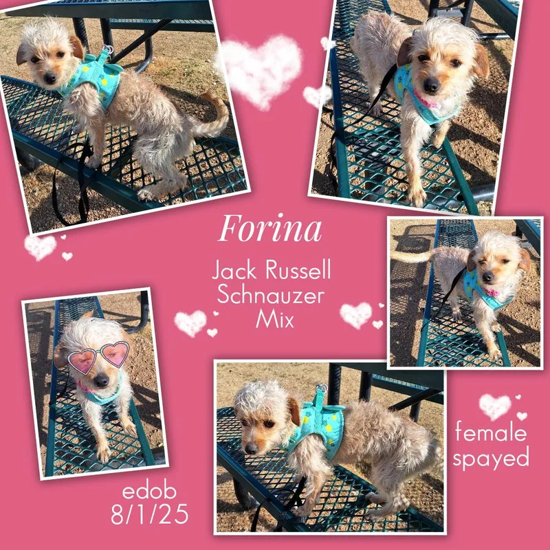 Forina Wat thumbnail 3