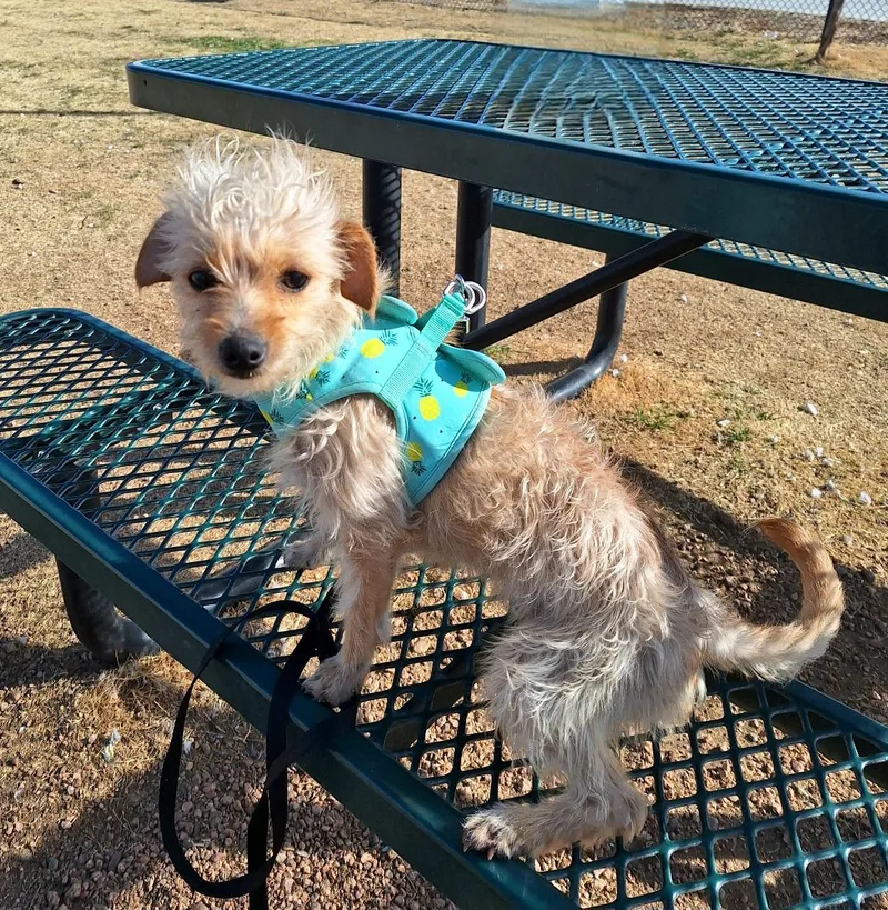 Forina Wat thumbnail 6