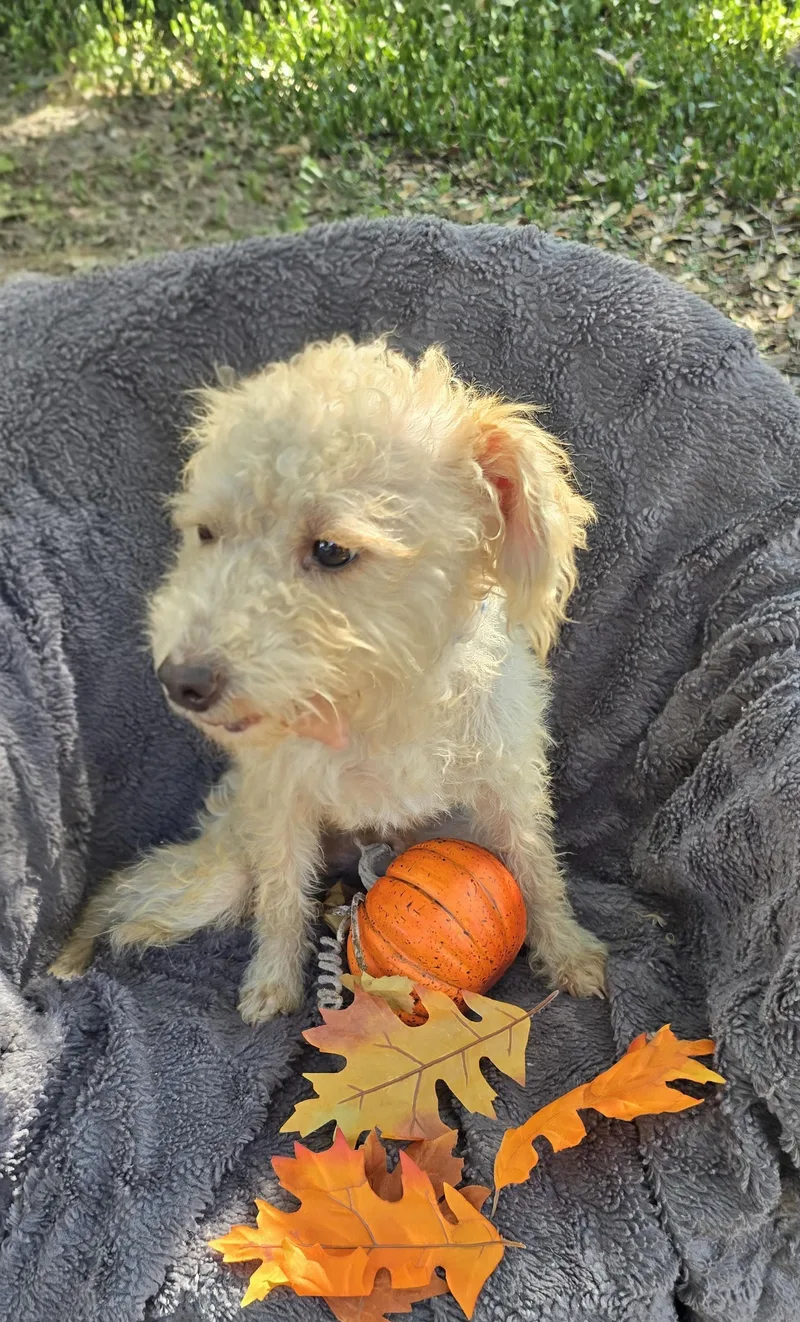 Hazino Blt thumbnail 2