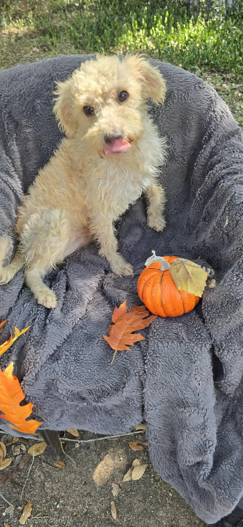 Hazino Brt thumbnail 4