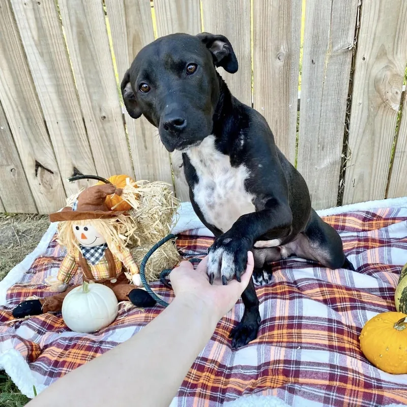 Shadowchaser Blt thumbnail 5