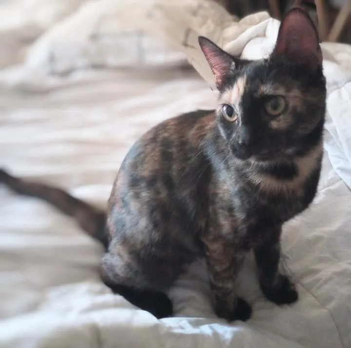 Narayan Wat thumbnail 3