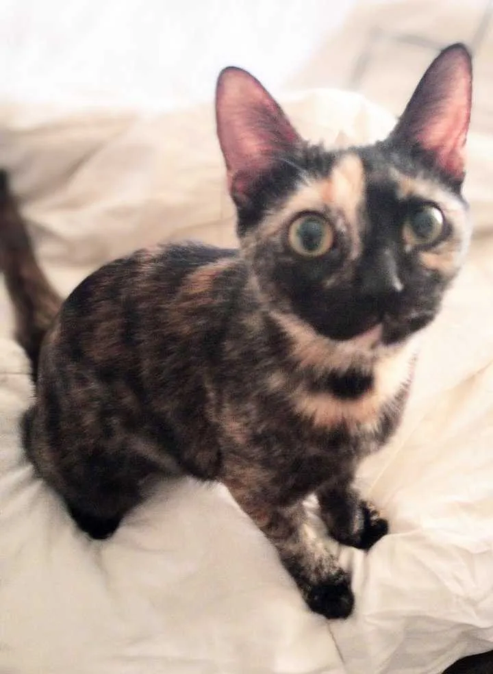 Narayan Wat thumbnail 4