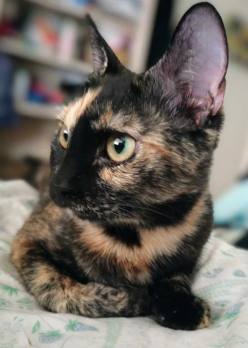 Narayan Wat thumbnail 5