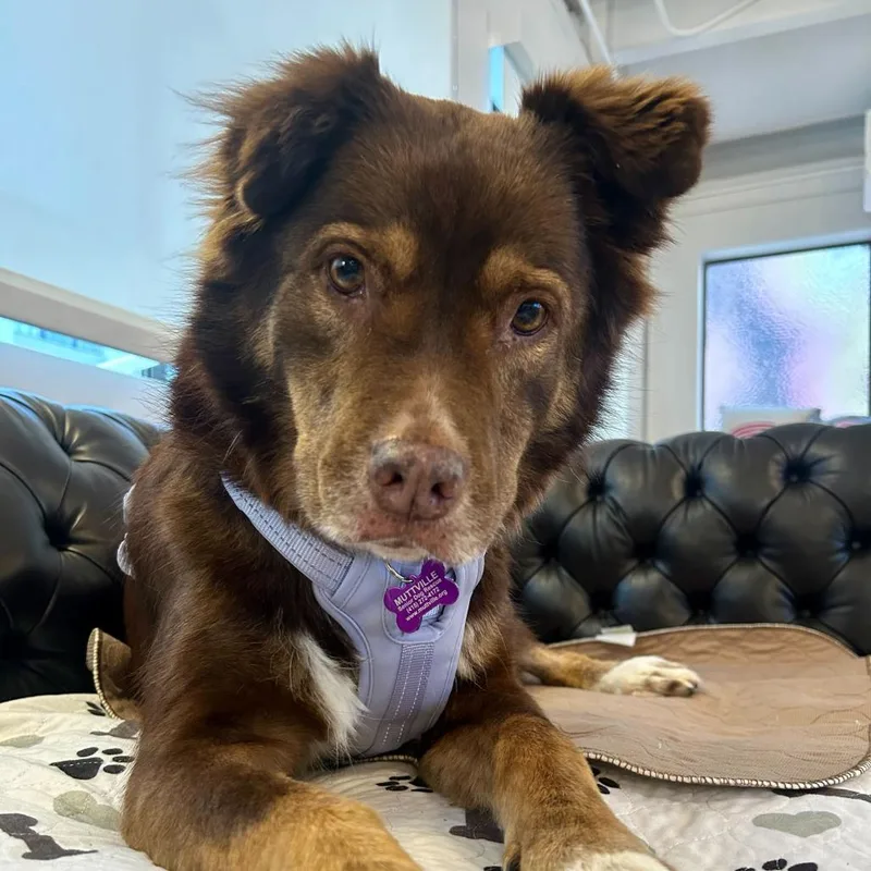 Princess Daisy thumbnail 2