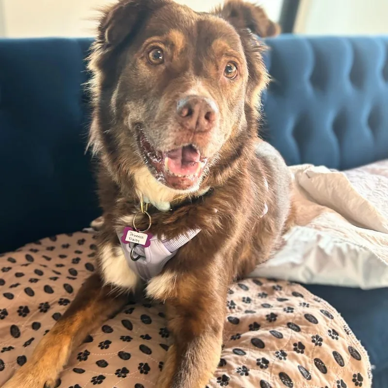 Princess Daisy thumbnail 4