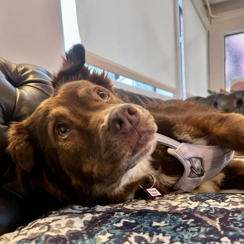 Princess Daisy thumbnail 6