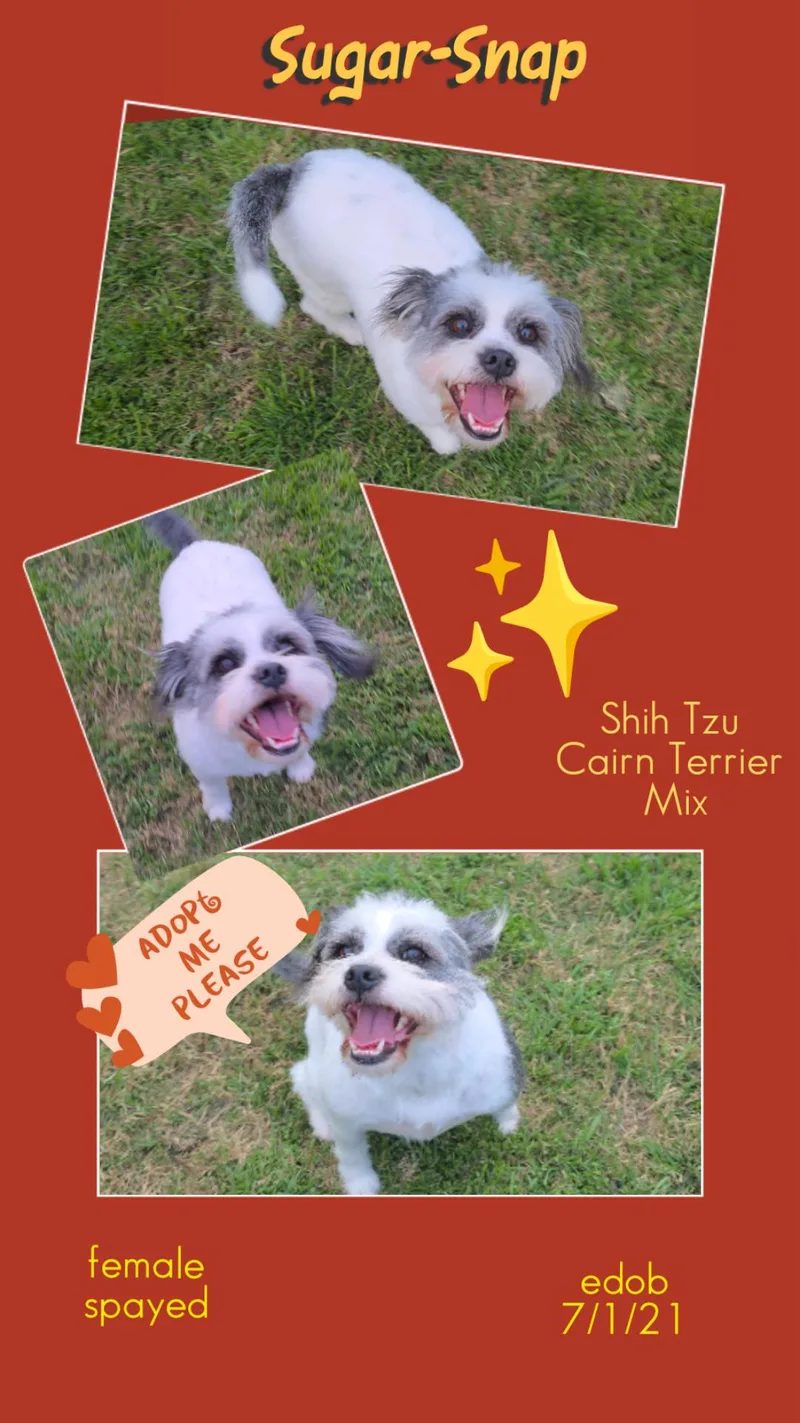 Sugarsnap Orthw thumbnail 5