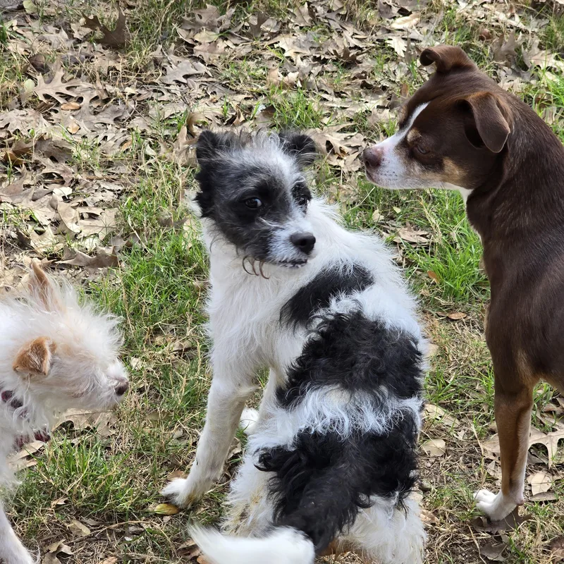 Wapato Blt thumbnail 5