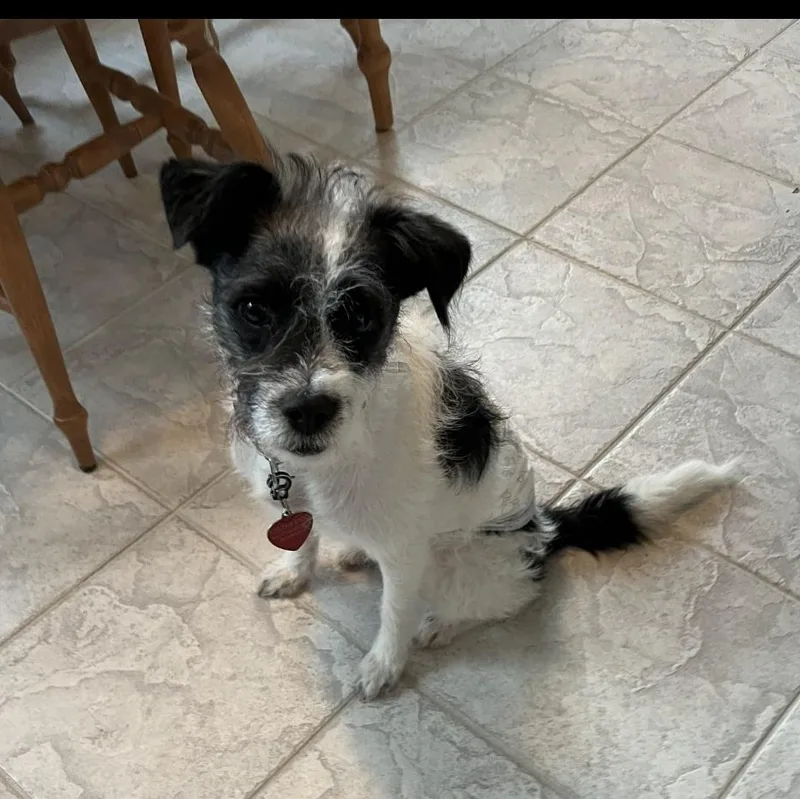 Wapato Brt thumbnail 3