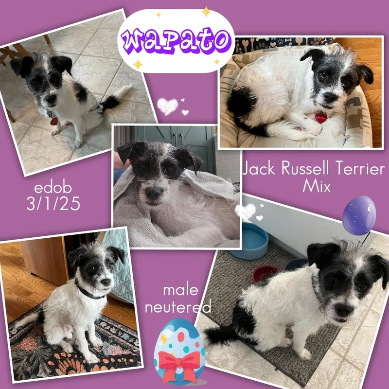 Wapato Wvt thumbnail 2