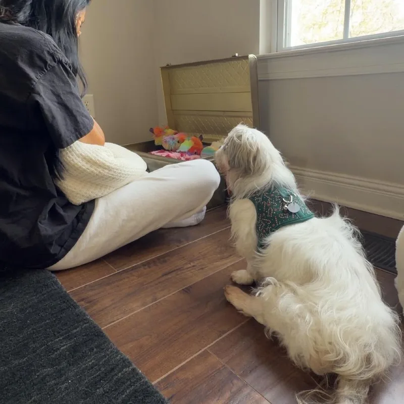 Starlight thumbnail 6