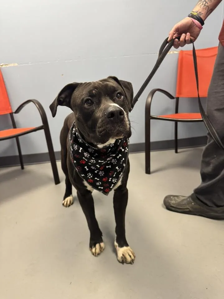 Metallica thumbnail 2