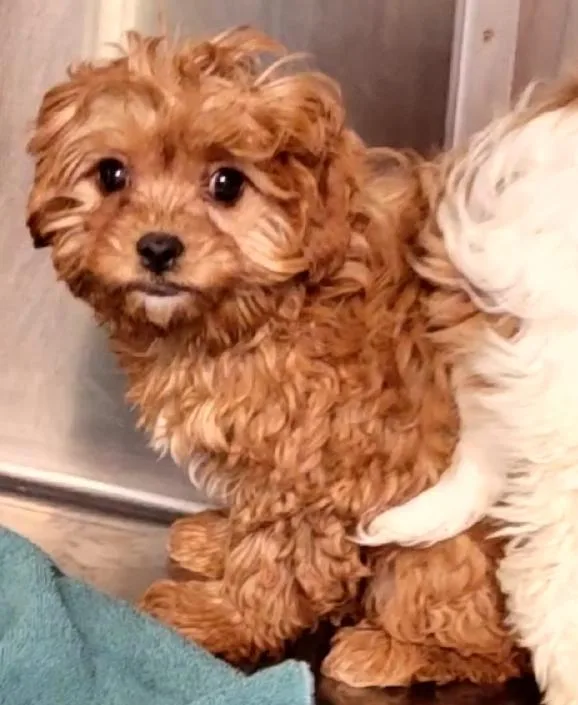 Cavapoos thumbnail 2