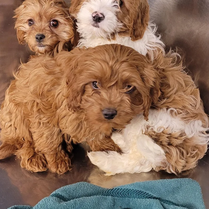 Cavapoos thumbnail 4