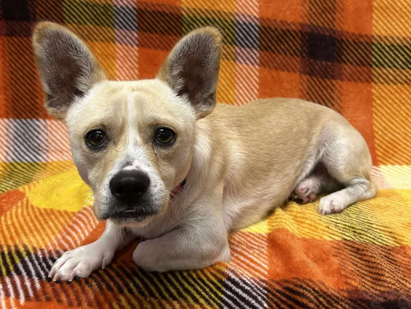 Taco Shell thumbnail 2